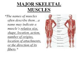 The names of some muscles reflect their shape. Ppt Unit 4 Part 5 The Muscles Powerpoint Presentation Free Download Id 2167610