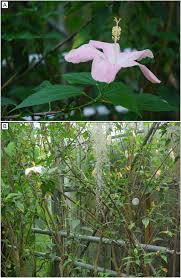 Image result for Disperis sp. nov. aff. macowanii