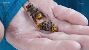 Of course, now the problem is that burglers, hooligains and your meddlesome neighbor can be on the lookout for … Experts Trap 2 Asian Giant Hornet Queens In Same Tree As Whatcom County Nest Myfoxzone Com