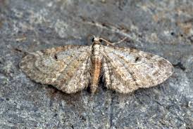 Image result for Eupithecia tenuiata