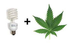 Check spelling or type a new query. 6 Best Cfl Grow Lights For Growing Cannabis On 2021