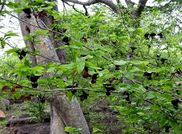 Image result for Monodora junodii