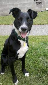 My Dog Archer Short Haired Border Collie Cute Dogs Breeds Border Collie Puppies Collie