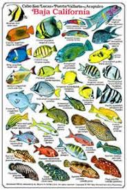 Baja California Reef Fish Baja California Identification