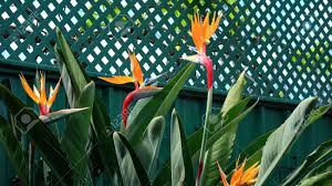 Table mountain national park in cape town offers a truly exceptional array of spring flowers. Bird Of Paradise Flowers Or South African Crane Flower Botanical Stock Photo Picture And Royalty Free Image Image 88719841