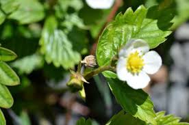 Image result for květopas jahodníkový