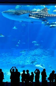 Okinawa Churaumi Aquarium Okinawa Japan Aquarium Churaumi Japan Okinawa Okinawa Japan Japan Travel Okinawa