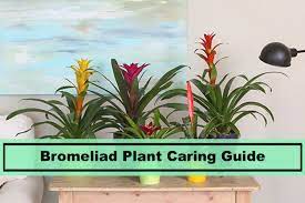 Maybe you would like to learn more about one of these? Bromeliad Plant The Basics And Caring Tips Of Raising It Indoors Plants Spark Joy
