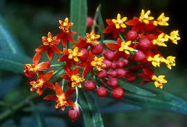 Image result for Farquharia