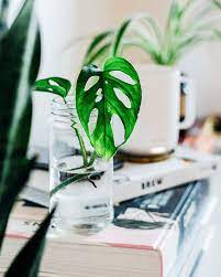 Check spelling or type a new query. The Best Houseplants For A Small Space Jojotastic