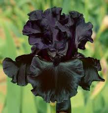 Black Is Black Black Iris Iris Flowers Iris Garden Bearded Iris