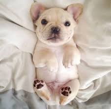 Pin On Frenchies