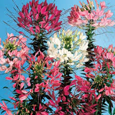 Image result for Cleome bororensis