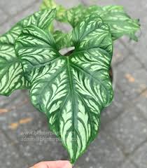 Image result for Cercestis