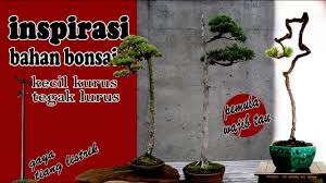 50 Contoh Bonsai Kurus Dan Tegak Lurus Inspirasi Bahan Sederhana Youtube