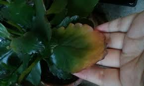 Is This Yellowing Normal For A Kalanchoe Plant Gardening Landscaping Stack Exchange