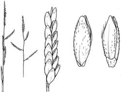 Image result for Moorochloa eruciformis