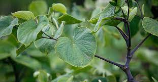 What Is Kava Origin Benefits And Precautions Psych Central