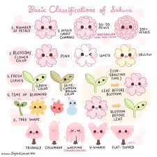 Japanese Cherry Blossom Kawaii Doodle Langue Japonaise Voyage Japon Phrases Japonais