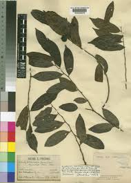 Image result for Rhaphiostylis beninensis