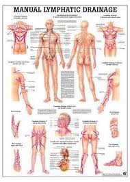 Lymphatic Drainage Laminated Anatomy Chart In 2020 Lymphatic Drainage Massage Lymphatic Drainage Lymphatic Massage