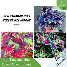 Hubungi kami pada kontak yang tersedia untuk informasi pemesanan. Harga Benih Tanaman Hias Terbaik Taman Perlengkapan Rumah Juni 2021 Shopee Indonesia