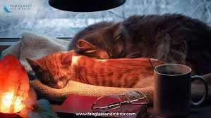 While salt per se isn't deadly for them, they can only take up to 16.7 mg of salt daily. Himalayan Salt Lamp Warnings Why Are Salt Lamps Bad For Cats