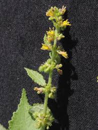 Image result for Triumfetta pentandra