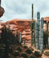 'sliding down a waterfall landing on a cactus'pic.twitter.com/nwl0j72zgr. 240 Hello America Ideas Hello America Wonders Of The World Places To Go