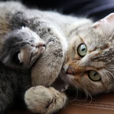 Post spay and neuter surgery care: Cat Pregnancy Stages