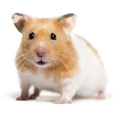 White syrian hamster for sale. Syrian Hamster Mesocricetus Auratus Petco