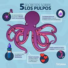 Un pulpo regenerando tentáculos