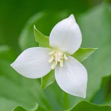 Image result for Trilepisium