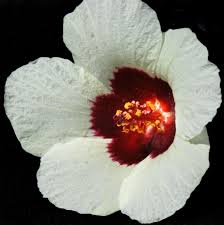 Image result for Hibiscus rhabdotospermus