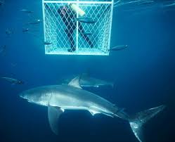 Shark Cage Diving Cape Town South Africa Crystal Dive Award Winning 5 Star Scuba Diving On Tro Shark Cage Diving Shark Cage Diving Cape Town Shark Pictures