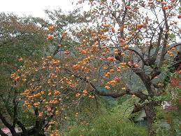See persimmon tree stock video clips. The Essential Guide To Probably Everything You Need To Know About Growing Persimmon The Permaculture Research Institute