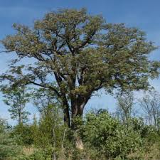 Image result for Schinziophyton rautanenii