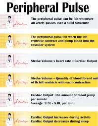 Peripheral Pulse Google Search Nursing Assessment Nclex