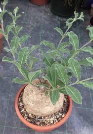 Image result for Raphionacme procumbens