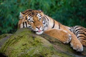 Sleeping Tiger Images | Free Photos, PNG Stickers, Wallpapers & Backgrounds  - rawpixel