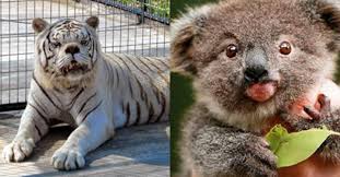 Top Down Syndrome Animals And Facts Love Poetry In Urdu Sad Poetry In Urdu Sad Poetry In English Poetry In Urdu