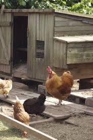 Pin On Homesteading Animals