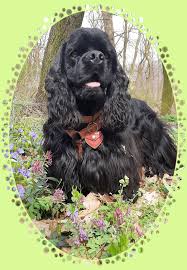 Image result for americký kokršpaněl