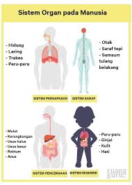 Oksigen dibutuhkan untuk menerima energi dari masakan. Apa Itu Sistem Organ Dan Organisme Ciri Ciri Dan Contohnya Biologi Kelas 7