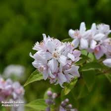 Image result for Deutzia x hybrida ′Mont Rose