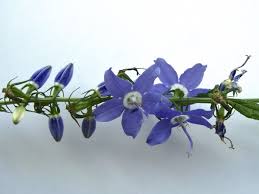 Tall Bellflower Campanula Americana Of The Bellflower Campanulaceae Family Is An Annual Or Biennial Forb In T Bellflower Trees To Plant Beautiful Flowers