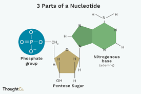 The Differences Between Dna And Rna