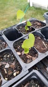 I planted my eastern redbud here in the niagara region of ontario in 2006, having bought it at a i transplanted an eastern redbud seedling 22 years ago. Pin On Redbud Tree
