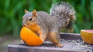 It would appear that yes, squirrels enjoy a bit of citrus in their diet from time to time. Can Squirrels Eat Oranges And Is It Good For Them Squirrel Enthusiast