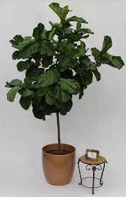 Ficus Gallery Farm Life Tropical Foliage Ficus Lyrata Ficus Tropical Foliage